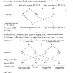 HKDSE Biology Basic and molecular genetics 基礎與分子遺傳學