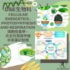 網上補習 Dse Biology 補習 Cellular Energetics - photosynthesis and respiration 細胞能量學 - 光合作用與呼吸作用