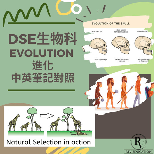 網上補習 Dse Biology 補習 Evolution 進化