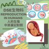網上補習 Dse Biology 補習 Reproduction in humans 人的生殖