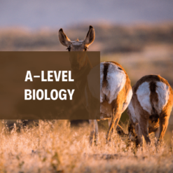 A-Level Biology 生物